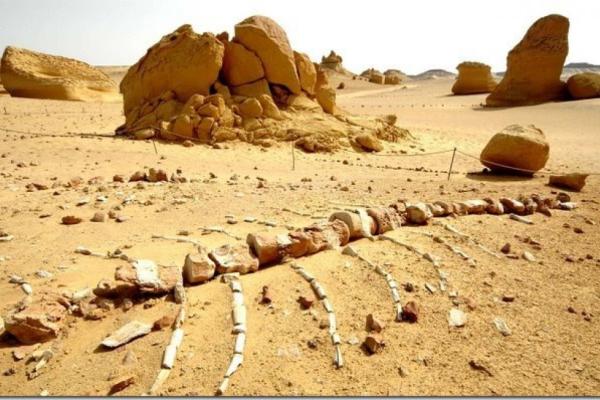 Долина китов